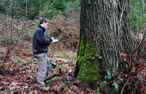 Tree Arborists Reporting