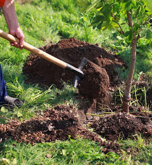 tree-planting