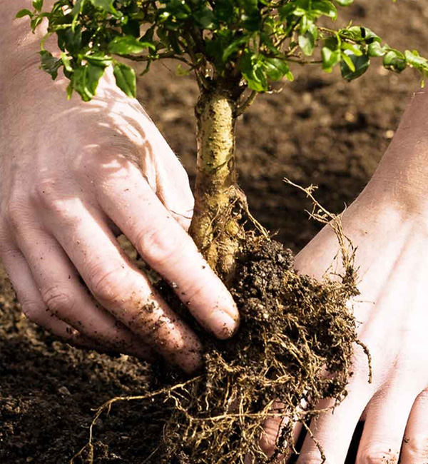 tree planting